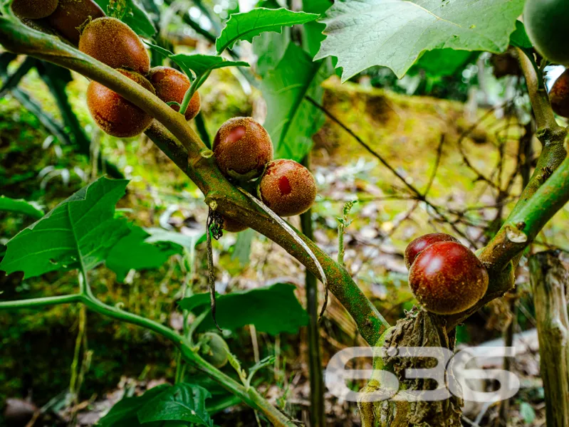 Procura por um refĂșgio com natureza abundante, mui